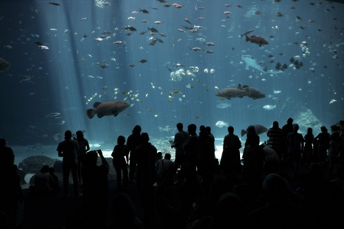 The Georgia Aquarium is the site of STAFDA's opening party. image: Kevin Rose, www.AtlantaPhotos.com.